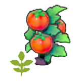 Blooming Tomato plant figure