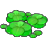 Duckweed figure