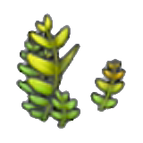 Fern figure