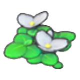 Flowering Duckweed figure