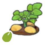 Potato seeds figure