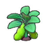 Ripe bean plant figure