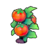 Ripe Tomato plant figure