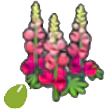 Robust-flower seeds figure