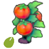 Tomato seeds figure