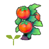 Tomato sprout figure