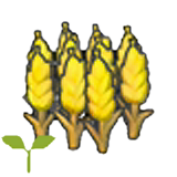 Wheat sprout figure